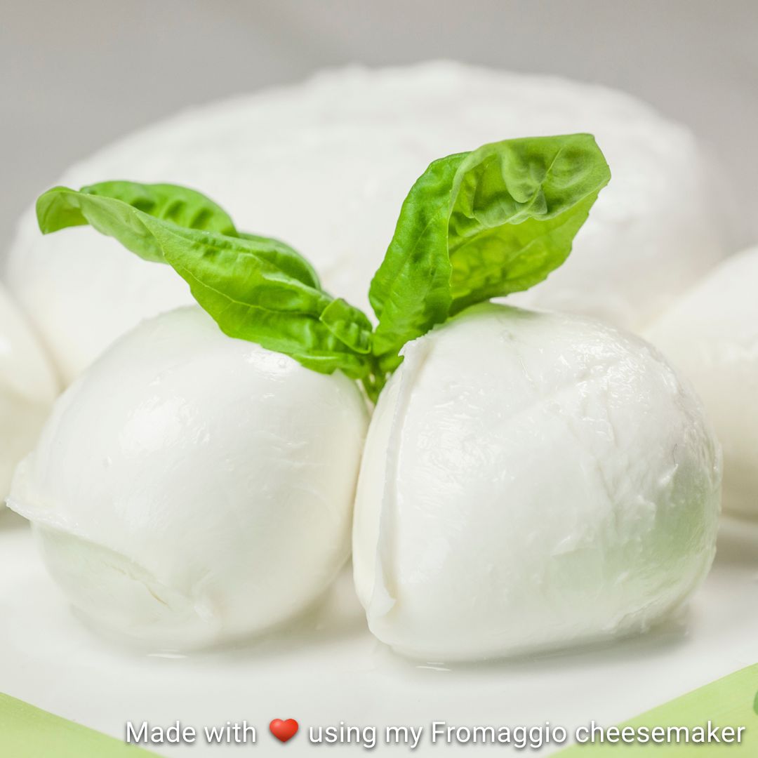 Mozzarella cultivée